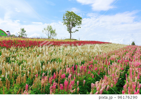 北海道紀行　7月の四季彩の丘 96176290