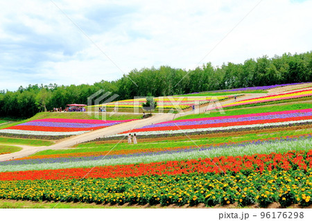 北海道紀行　7月の四季彩の丘 96176298
