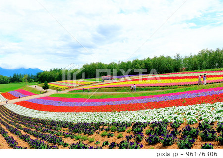 北海道紀行 7月の四季彩の丘 北海道紀行 7月の四季彩の丘 96176306