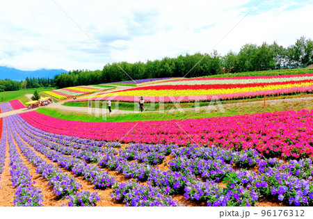 北海道紀行 7月の四季彩の丘 北海道紀行 7月の四季彩の丘 96176312