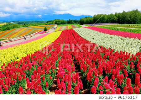 北海道紀行　7月の四季彩の丘 96176317