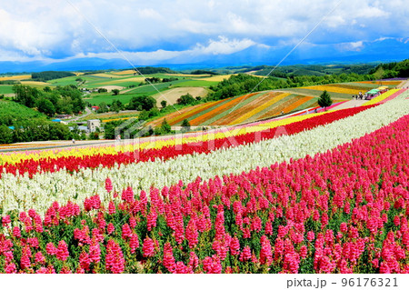 北海道紀行　7月の四季彩の丘 96176321