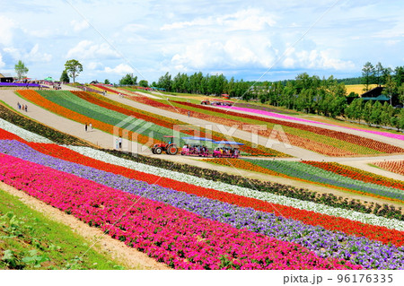 北海道紀行　7月の四季彩の丘 96176335