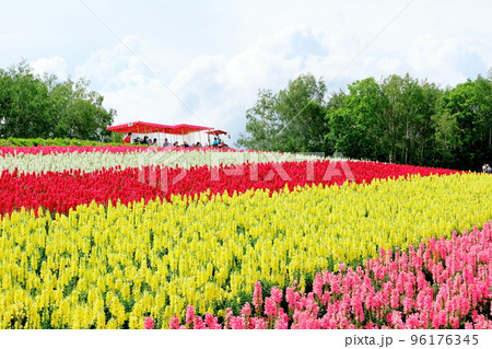 北海道紀行　7月の四季彩の丘 96176345