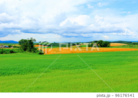 北海道紀行 7月の美瑛の麦畑 北海道紀行 7月の美瑛の麦畑 96176541