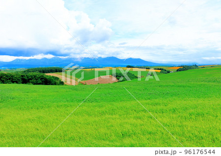 北海道紀行　7月の美瑛の麦畑 96176544