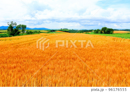 北海道紀行　7月の美瑛の麦畑 96176555