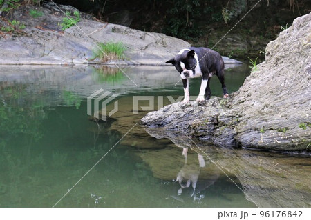 川遊びの人気スポットときがわ町の都幾川の岩場で水面に映る自分を可愛く見つめるボストンテリアのマイティ 96176842