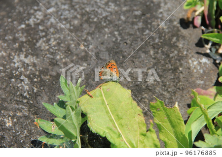 ベニシジミ/葉の上で休んでいる様子 ベニシジミ/葉の上で休んでいる様子 96176885