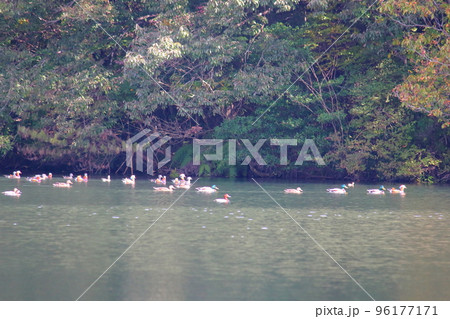 秋の池の水鳥たち 96177171