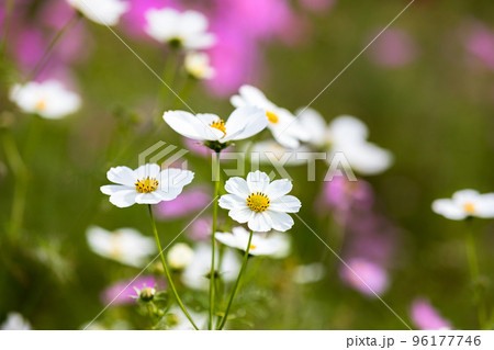埼玉県鴻巣市 吹上コスモス畑 埼玉県鴻巣市 吹上コスモス畑 96177746