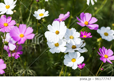 埼玉県鴻巣市 吹上コスモス畑 埼玉県鴻巣市 吹上コスモス畑 96177747