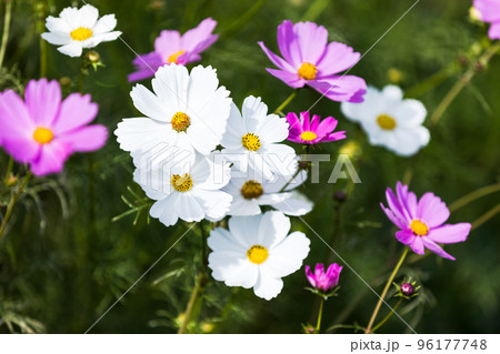 埼玉県鴻巣市 吹上コスモス畑 埼玉県鴻巣市 吹上コスモス畑 96177748