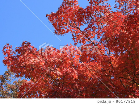 青空に映えるもみじの紅葉 青空に映えるもみじの紅葉 96177818