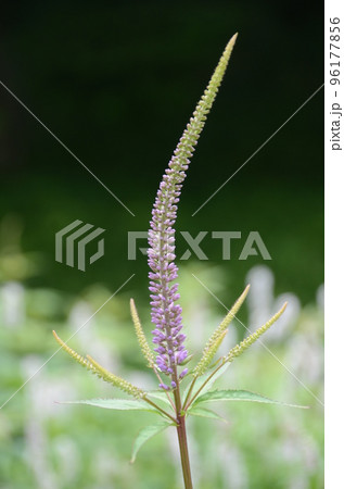 緑色を背景に穂状に長く伸びたしなやかな紫色の花をつけた総状花序が綺麗なクガイソウ 96177856