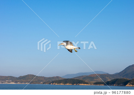 瀬戸内海の船上におけるカモメの餌付け 96177880