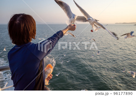 瀬戸内海の船上におけるカモメの餌付け 96177890
