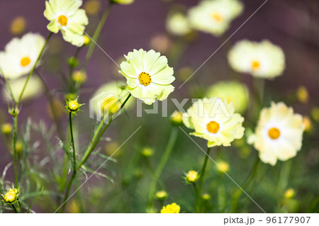 埼玉県鴻巣市 吹上コスモス畑 埼玉県鴻巣市 吹上コスモス畑 96177907