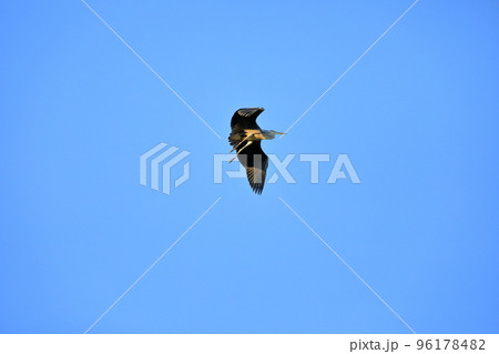 青空バックに飛翔するアオサギの幼鳥 青空バックに飛翔するアオサギの幼鳥 96178482