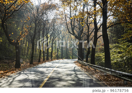 旅行 風景 木 96178756