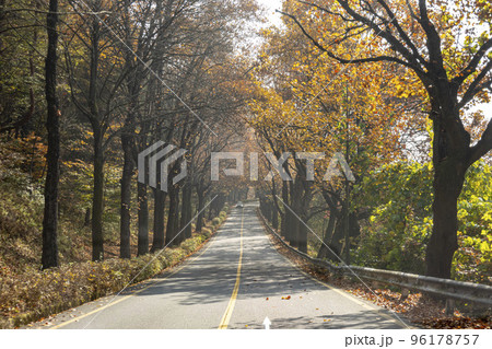 旅行 風景 木 96178757