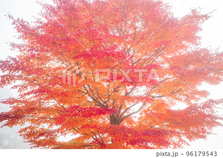 霧の一本の紅葉 霧の一本の紅葉 96179543