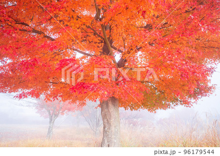 霧中の紅葉 霧中の紅葉 96179544