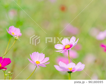 秋の景色　可憐でかわいいカラフルなコスモス 96180095