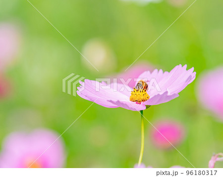 秋の景色　可憐でかわいいカラフルなコスモスの蜜を吸うミツバチ 96180317