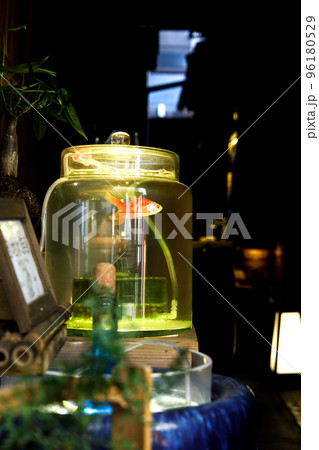 京都路地水族館の金魚 96180529