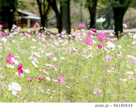 秋の景色　可憐でかわいいカラフルなコスモス 96180638