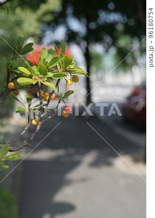 路傍のイチゴノキ 96180754