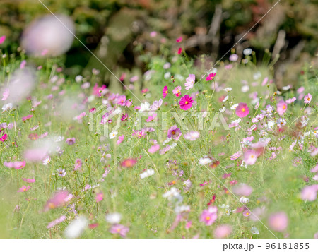 秋の景色　可憐でかわいいカラフルなコスモス 96181855