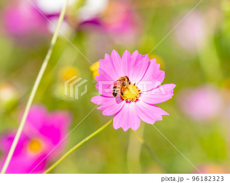 秋の景色　可憐でかわいいカラフルなコスモスの蜜を吸うミツバチ 96182323