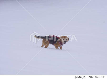 雪で遊ぶビーグル犬 96182504