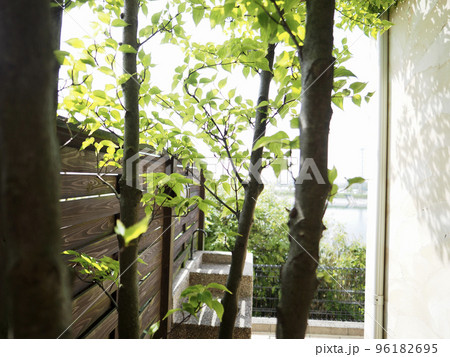 南欧風アーチ扉のある中庭　ウッドフェンスにテラコッタの床のパティオ　ヤマボウシの木と新緑の 96182695