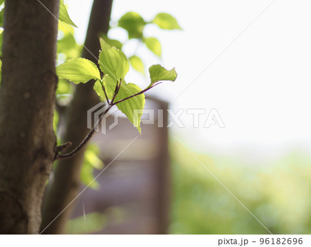 南欧風アーチ扉のある中庭　ウッドフェンスにテラコッタの床のパティオ　ヤマボウシの木と新緑の 96182696