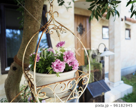 オリーブの木がある玄関　ハンギングしたペチュニア　新緑の季節 96182945