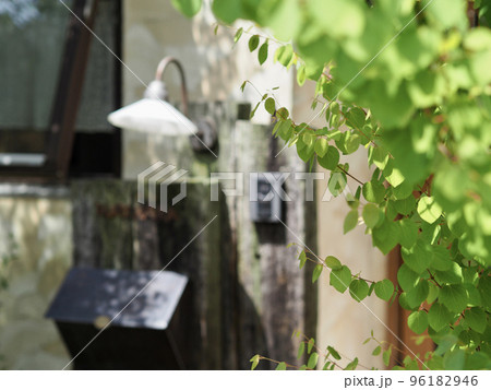 オリーブの木がある玄関 ハンギングしたペチュニア ハート型の葉が美しいカツラの木 新緑の季節 オリーブの木がある玄関 ハンギングしたペチュニア ハート型の葉が美しいカツラの木 新緑の季節 96182946