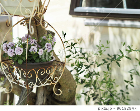 オリーブの木がある玄関　ハンギングしたペチュニア　新緑の季節 96182947