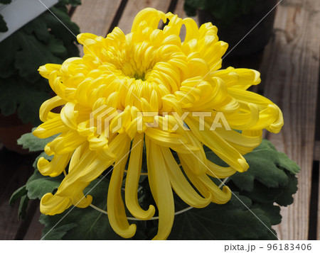 大輪の菊 96183406