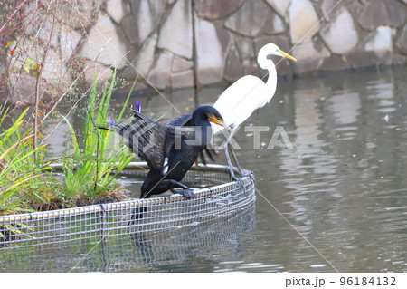 水辺のカワウとコサギ 96184132