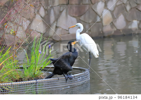 水辺のカワウとコサギ 96184134