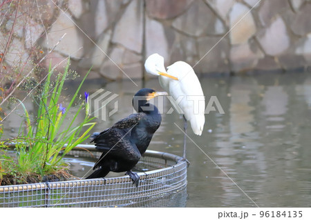 水辺のカワウとコサギ 96184135