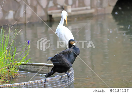 水辺のカワウとコサギ 96184137