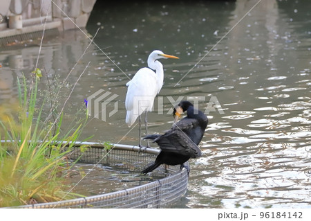 水辺のカワウとコサギ 水辺のカワウとコサギ 96184142