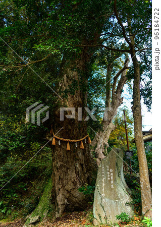 伊豆市修善寺 日枝神社の一位樫 伊豆市修善寺 日枝神社の一位樫 96184722