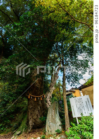 伊豆市修善寺　日枝神社の一位樫 96184723