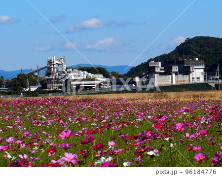 晴れた秋の日のコスモス畑（青空と花畑と白い建物） 96184776