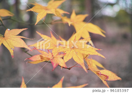 秋　 イメージ　 もみじ 96185397